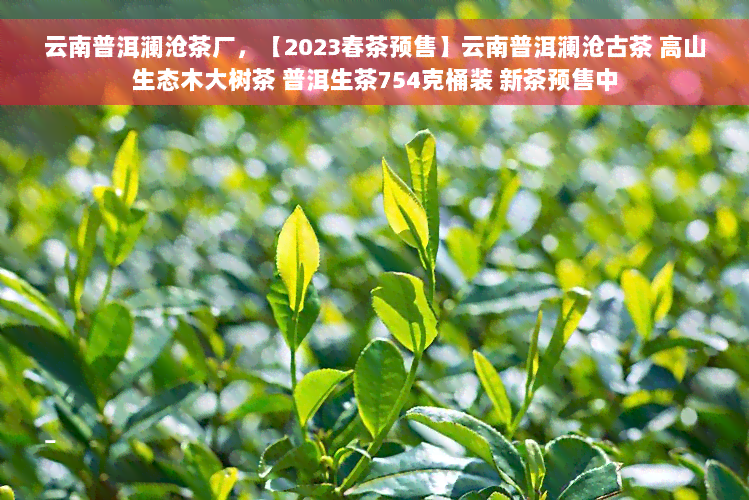 云南普洱澜沧茶厂，【2023春茶预售】云南普洱澜沧古茶 高山生态木大树茶 普洱生茶754克桶装 新茶预售中