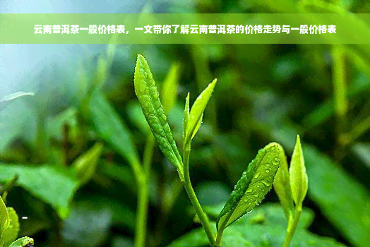 云南普洱茶一般价格表，一文带你了解云南普洱茶的价格走势与一般价格表