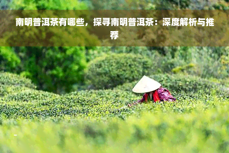 南明普洱茶有哪些，探寻南明普洱茶：深度解析与推荐