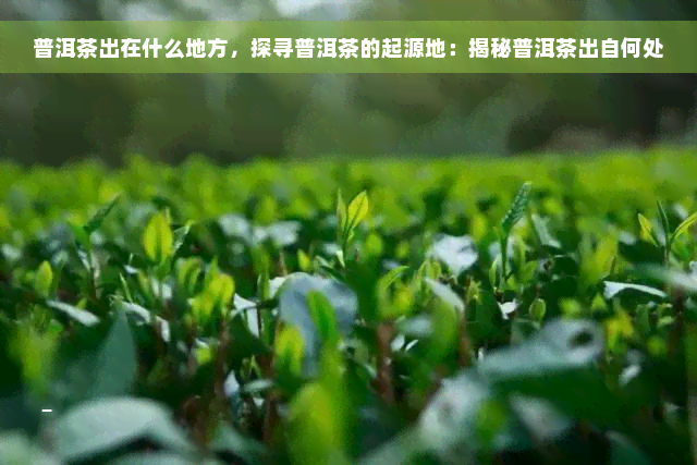 普洱茶出在什么地方，探寻普洱茶的起源地：揭秘普洱茶出自何处