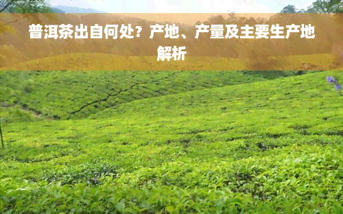 普洱茶出自何处？产地、产量及主要生产地解析