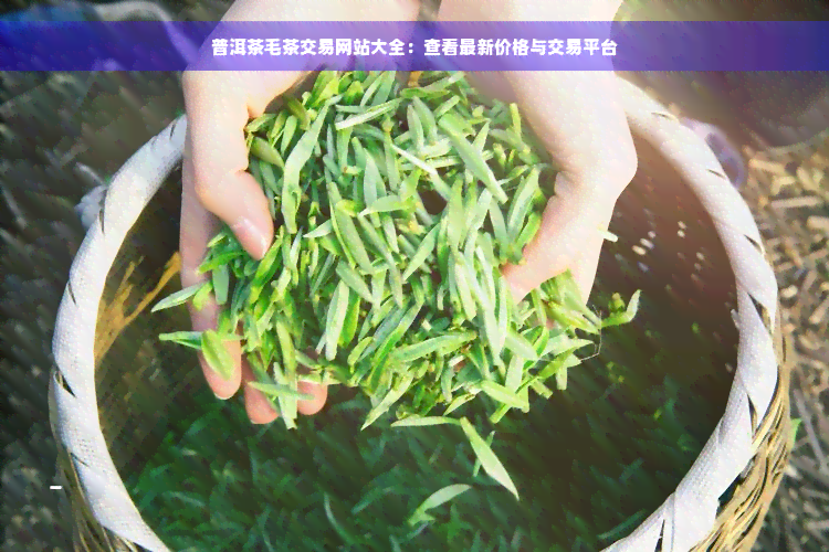 普洱茶毛茶交易网站大全：查看最新价格与交易平台