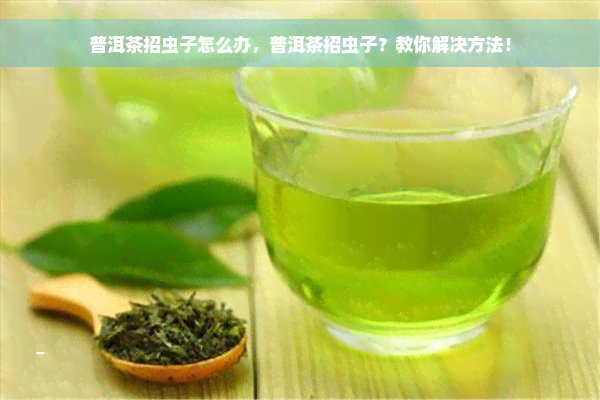 普洱茶招虫子怎么办，普洱茶招虫子？教你解决方法！