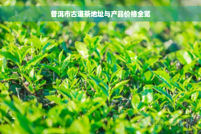 普洱市古道茶地址与产品价格全览