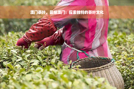 澳门茶叶，品味澳门：探索独特的茶叶文化