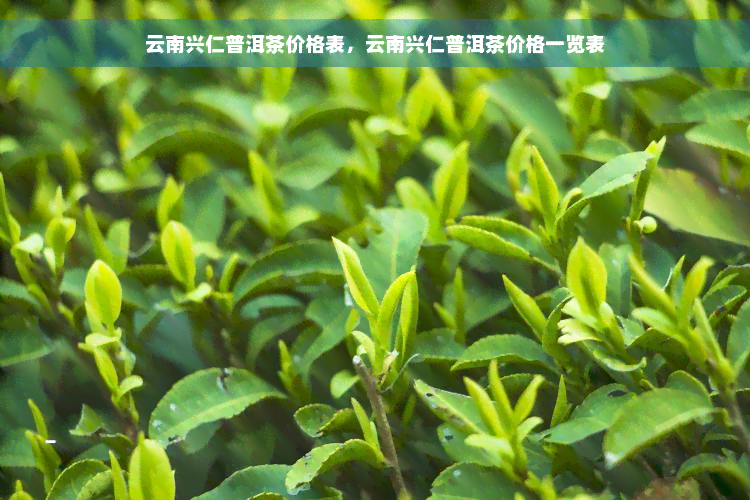 云南兴仁普洱茶价格表，云南兴仁普洱茶价格一览表