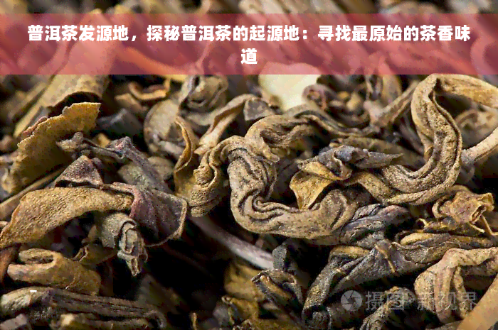 普洱茶发源地，探秘普洱茶的起源地：寻找最原始的茶香味道