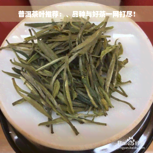 普洱茶叶推荐：、品种与好茶一网打尽！