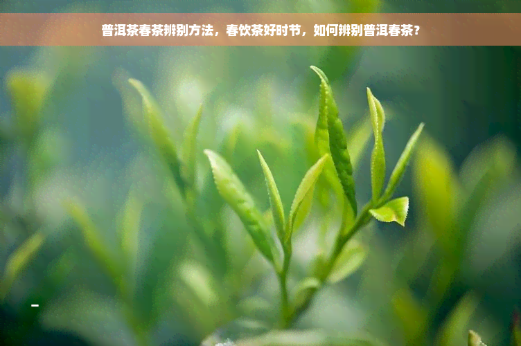 普洱茶春茶辨别方法，春饮茶好时节，如何辨别普洱春茶？