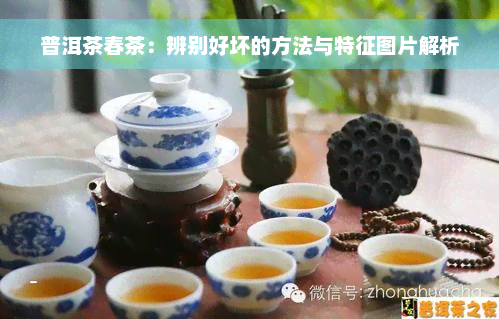 普洱茶春茶：辨别好坏的方法与特征图片解析