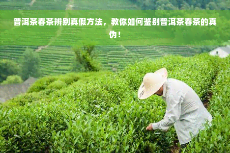 普洱茶春茶辨别真假方法，教你如何鉴别普洱茶春茶的真伪！