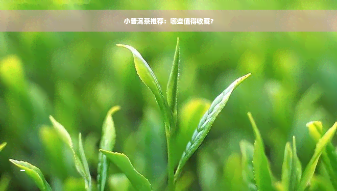 小普洱茶推荐：哪些值得收藏？