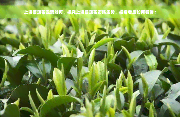 上海普洱茶走势如何，探究上海普洱茶市场走势，投资者应如何看待？