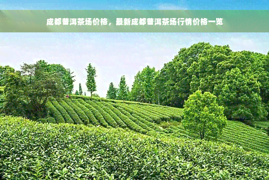 成都普洱茶场价格，最新成都普洱茶场行情价格一览