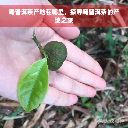 弯普洱茶产地在哪里，探寻弯普洱茶的产地之旅