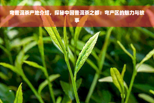 弯普洱茶产地介绍，探秘中国普洱茶之都：弯产区的魅力与故事