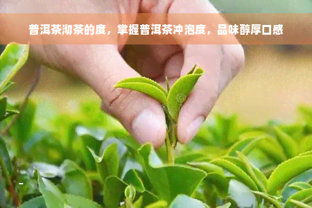 普洱茶沏茶的度，掌握普洱茶冲泡度，品味醇厚口感