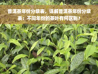 普洱茶年份分级表，详解普洱茶年份分级表：不同年份的茶叶有何区别？