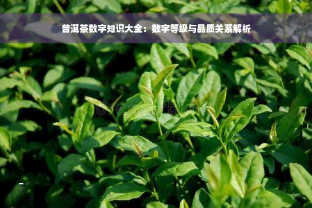 普洱茶数字知识大全：数字等级与品质关系解析