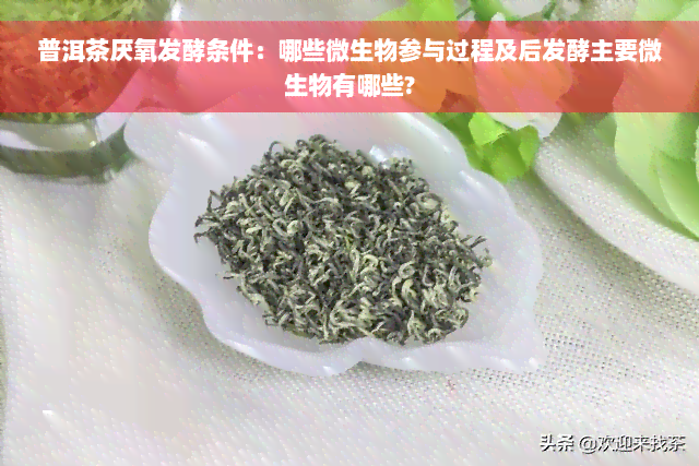 普洱茶厌氧发酵条件：哪些微生物参与过程及后发酵主要微生物有哪些?