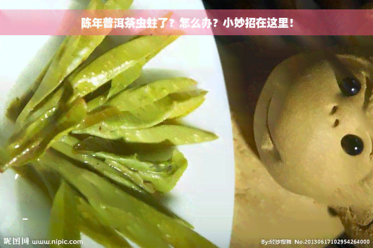 陈年普洱茶虫蛀了？怎么办？小妙招在这里！