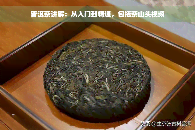 普洱茶讲解：从入门到精通，包括茶山头视频