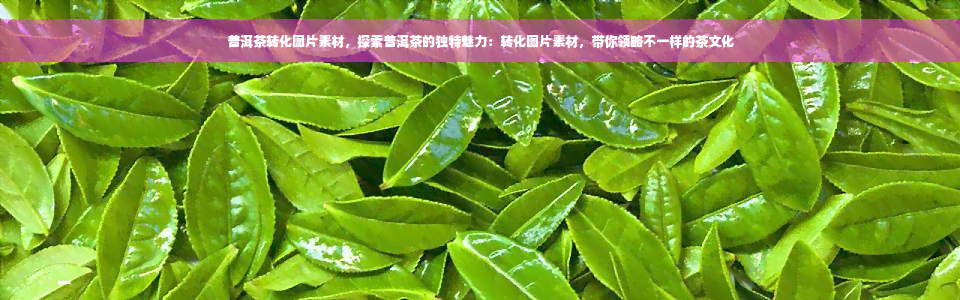 普洱茶转化图片素材，探索普洱茶的独特魅力：转化图片素材，带你领略不一样的茶文化