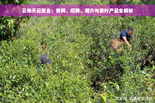 云南天云茶业：官网、招聘、简介与茶叶产品全解析