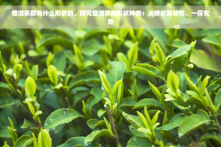 普洱茶都有什么形状的，探究普洱茶的形状种类：从饼状到砖形，一探究竟