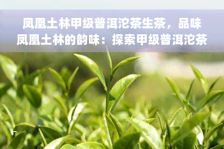 凤凰土林甲级普洱沱茶生茶，品味凤凰土林的韵味：探索甲级普洱沱茶生茶的魅力