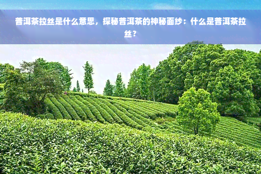 普洱茶拉丝是什么意思，探秘普洱茶的神秘面纱：什么是普洱茶拉丝？