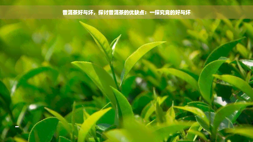 普洱茶好与坏，探讨普洱茶的优缺点：一探究竟的好与坏