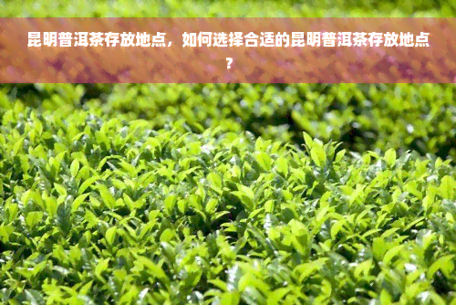 昆明普洱茶存放地点，如何选择合适的昆明普洱茶存放地点？