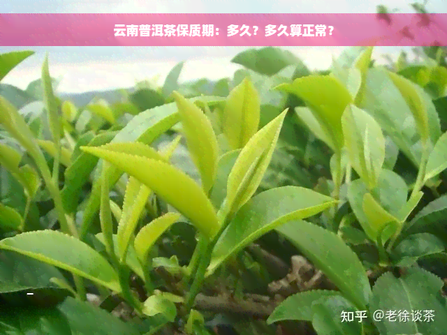 云南普洱茶保质期：多久？多久算正常？