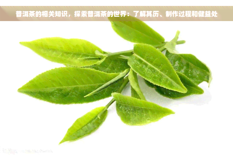 普洱茶的相关知识，探索普洱茶的世界：了解其历、制作过程和健益处