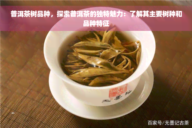 普洱茶树品种，探索普洱茶的独特魅力：了解其主要树种和品种特征