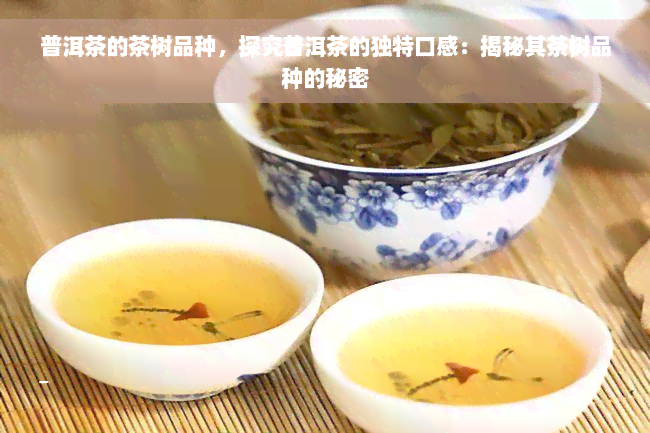 普洱茶的茶树品种，探究普洱茶的独特口感：揭秘其茶树品种的秘密