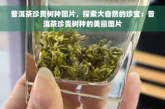 普洱茶珍贵树种图片，探索大自然的珍宝：普洱茶珍贵树种的美丽图片