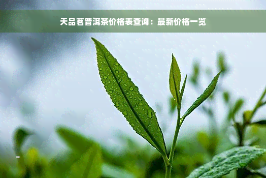 天品茗普洱茶价格表查询：最新价格一览