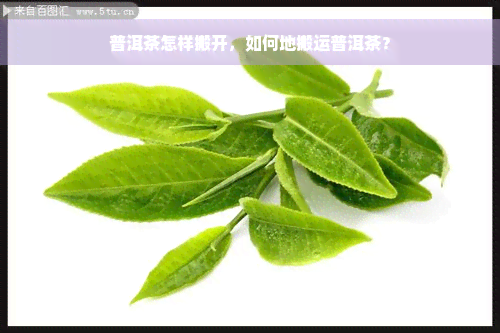 普洱茶怎样搬开，如何地搬运普洱茶？