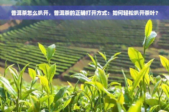 普洱茶怎么扒开，普洱茶的正确打开方式：如何轻松扒开茶叶？