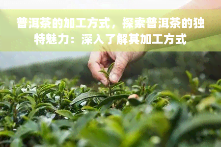 普洱茶的加工方式，探索普洱茶的独特魅力：深入了解其加工方式