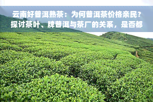 云南好普洱熟茶：为何普洱茶价格亲民？探讨茶叶、牌普洱与茶厂的关系，是否都属于普洱茶范畴？