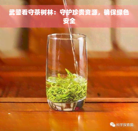 武警看守茶树林：守护珍贵资源，确保绿色安全