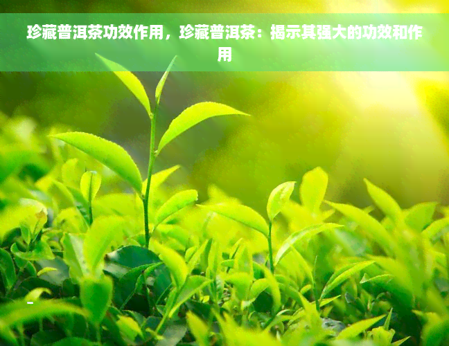 珍藏普洱茶功效作用，珍藏普洱茶：揭示其强大的功效和作用