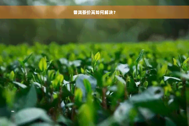 普洱茶价高如何解决？