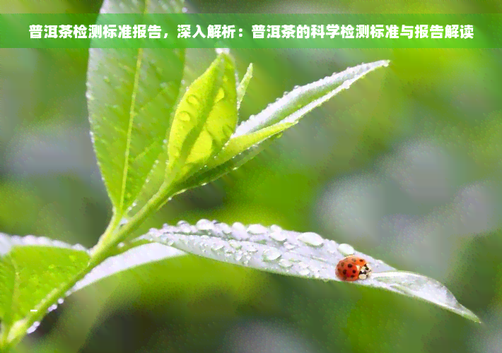 普洱茶检测标准报告，深入解析：普洱茶的科学检测标准与报告解读