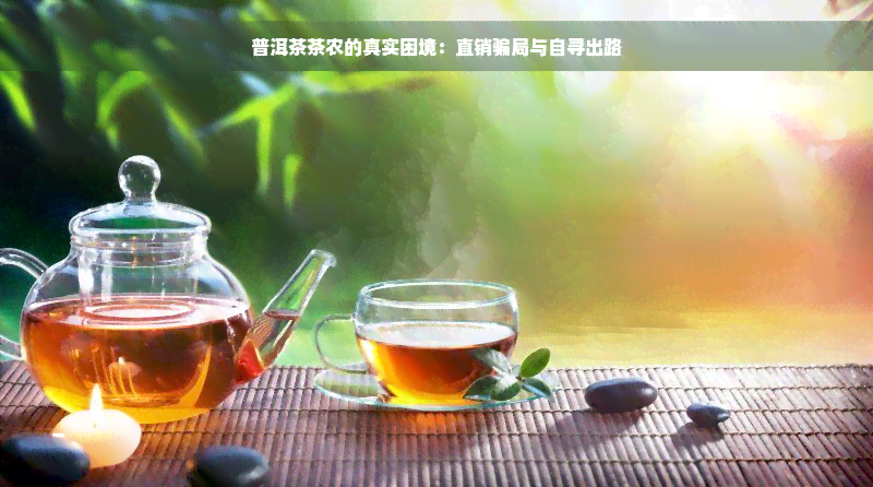 普洱茶茶农的真实困境：直销骗局与自寻出路