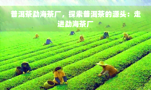 普洱茶勐海茶厂，探索普洱茶的源头：走进勐海茶厂