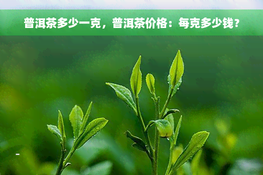 普洱茶多少一克，普洱茶价格：每克多少钱？